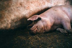 Vlada pripremila pomoć za uzgajivače svinja: Ne znamo kako će se dijeliti ta sredstva