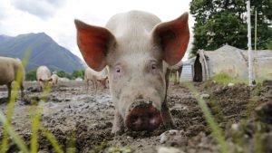 Proizvodnja svinja pala u prošloj godini: Kuga teško pogodila uzgajivače