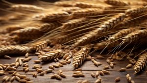Poljoprivreda nakon najtoplijeg ožujka u povijesti: Manje pšenice, više soje, uljane repice…