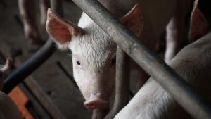 Pixabay.com/phantienphat