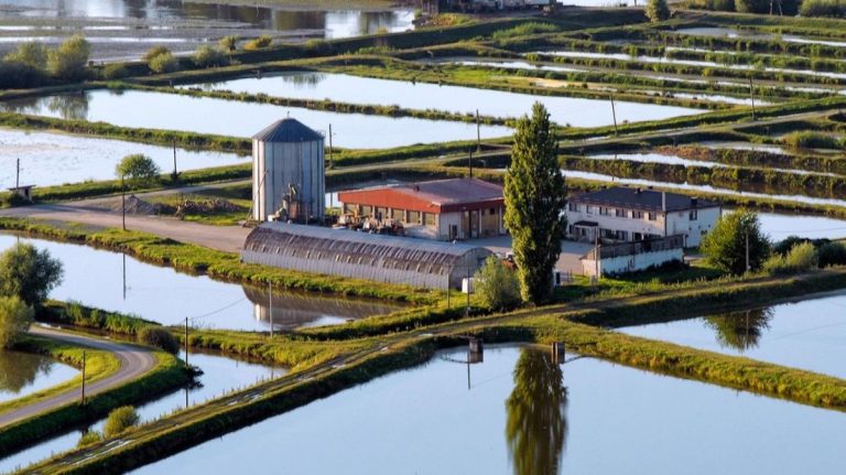 Prihodi vodećih tvrtki za uzgoj slatkovodne ribe u Hrvatskoj oko dva milijuna eura