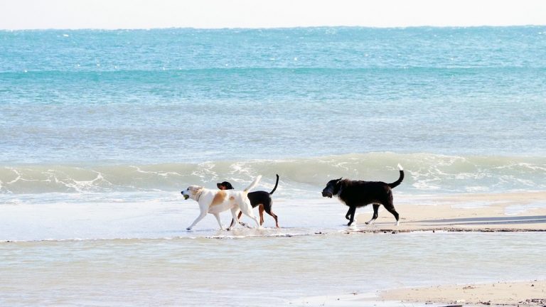 Ako turisti izostanu zbog Hormuza, mogu li ih nadomjestiti gosti s ljubimcima?