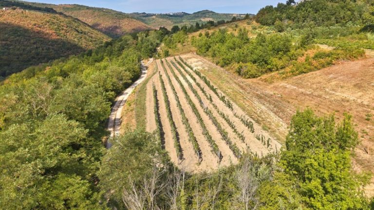 Klimatske promjene mijenjaju vinogradarstvo: Istra se mora okrenuti navodnjavanju
