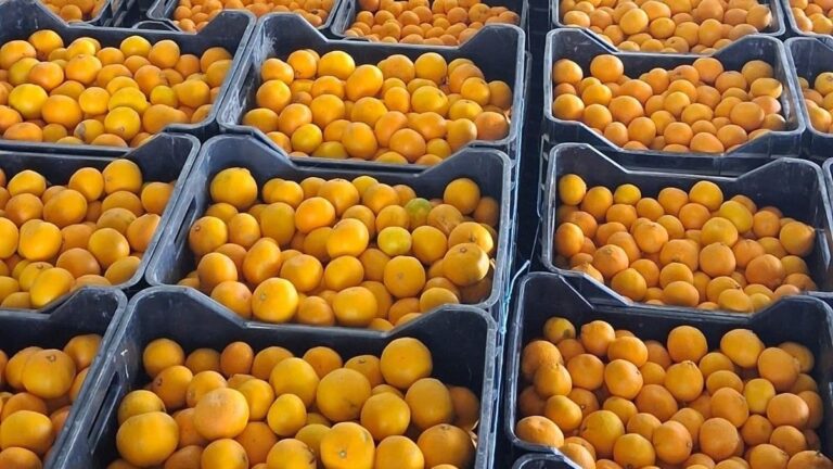 Mandarine u Otkupnom centru Opuzen. Foto: Fortenova grupa
